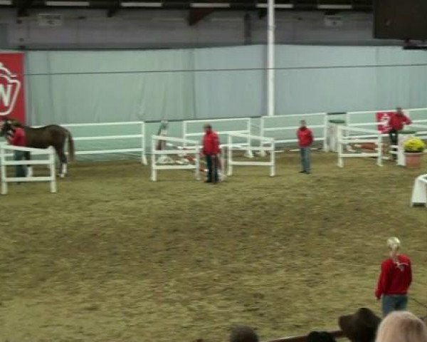 Münster-Handorf 15. Oktober 2012 NRW Vorauswahl 2012 für 2-jährige Reitpferdehengste zur NRW-Hauptkörung 2012