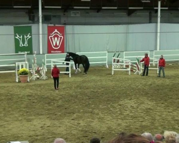 Münster-Handorf 17. Oktober 2012 NRW Vorauswahl 2012 für 2-jährige Reitpferdehengste zur NRW-Hauptkörung 2012