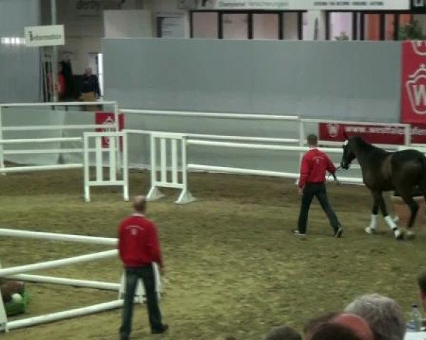 Münster-Handorf 16. Oktober 2012 NRW Vorauswahl 2012 für 2-jährige Reitpferdehengste zur NRW-Hauptkörung 2012