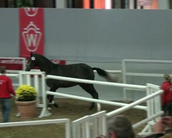 Münster-Handorf 16. Oktober 2012 NRW Vorauswahl 2012 für 2-jährige Reitpferdehengste zur NRW-Hauptkörung 2012