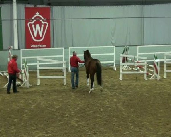 Münster-Handorf 15. Oktober 2012 NRW Vorauswahl 2012 für 2-jährige Reitpferdehengste zur NRW-Hauptkörung 2012