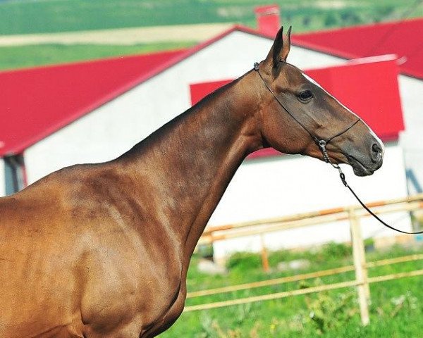 broodmare Dilmagara (Akhal-Teke, 2006, from Garaovlak) broodmare Dilmagara (Akhal-Teke, 2006, from Garaovlak)