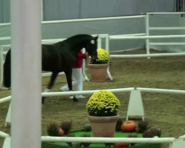Münster-Handorf 15. Oktober 2012 NRW Vorauswahl 2012 für 2-jährige Reitpferdehengste zur NRW-Hauptkörung 2012