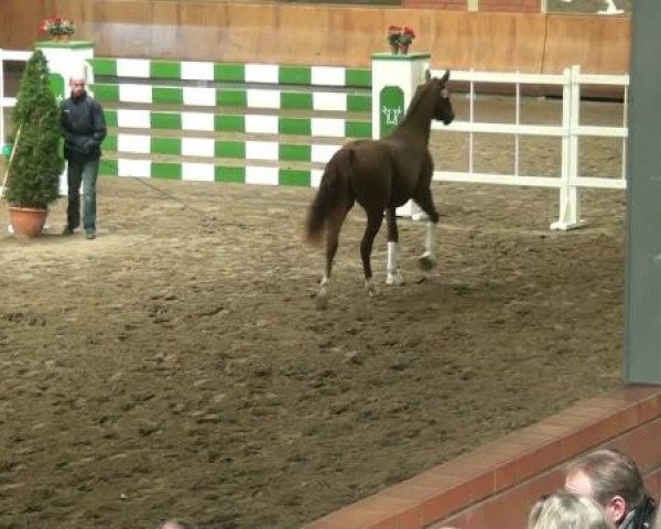 Wickrath
Donnerstag, den 11.10.2012
Vorauswahl für 2-jährige
Reitpferdehengste zur NRW-Hauptkörung 2012