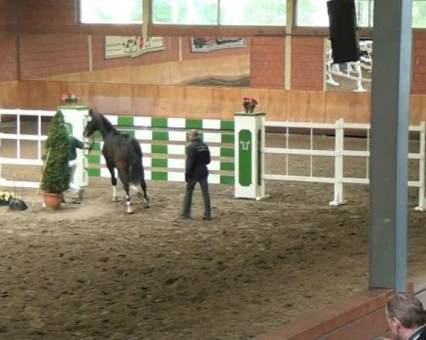Wickrath 
Donnerstag, den 11.10.2012
Vorauswahl für 2-jährige 
Reitpferdehengste zur NRW-Hauptkörung 2012