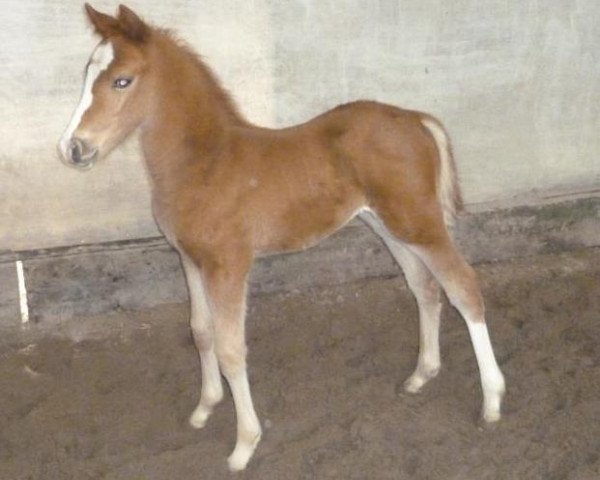 horse Alposa's Can't stopp me (German Riding Pony, 2014, from Kastanienhof Cockney Cracker)