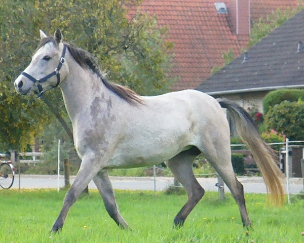broodmare Baheejah Luiba EAO (Arabian purebred, 2011, from Sheikh Moheb EAO)