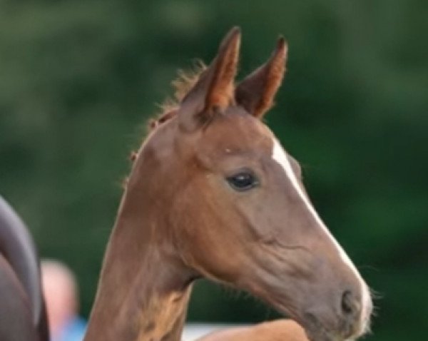 horse Balida (Westphalian, 2021, from Bonds)
