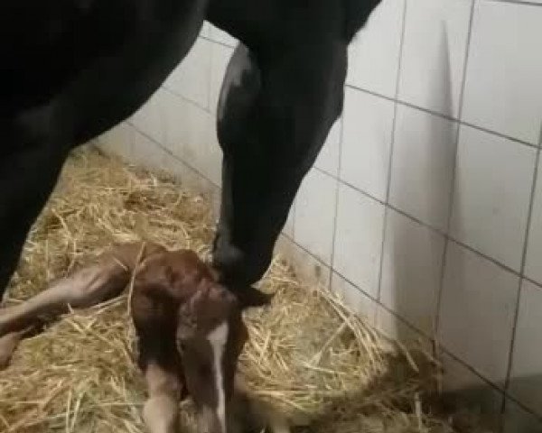 Video of Balida