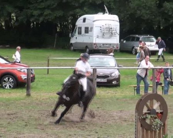 Nienburg 2012
Samstag, den 25.08.2012
04.1. Springprüfung Kl.M**
