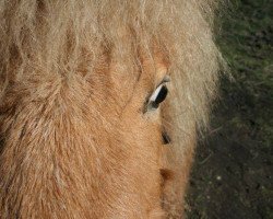 Dressurpferd Indy's Little Luna (Dt.Part-bred Shetland Pony, 2012, von Ramiro)