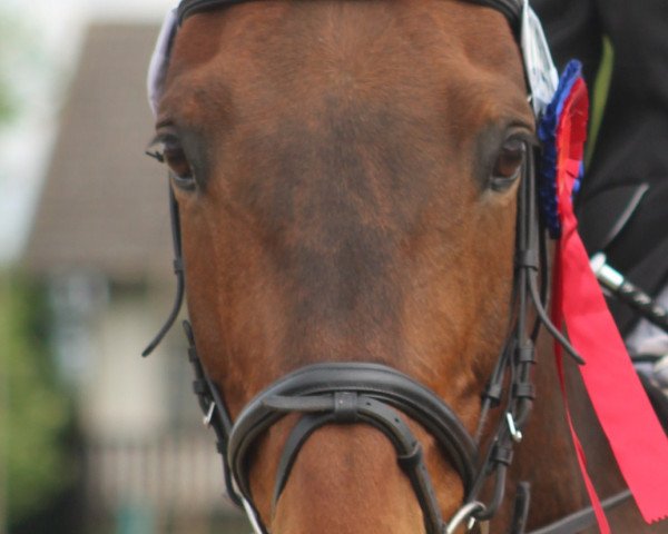 dressage horse Rosenau AS (Rhinelander, 2001, from Rosenfürst N)