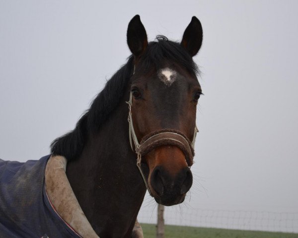 dressage horse Cassy (Oldenburg, 2009, from Careras)
