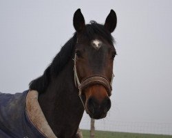 dressage horse Cassy (Oldenburg, 2009, from Careras)