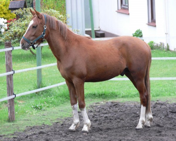 horse Dorado (German Riding Pony,  , from Don Davidoff 5)
