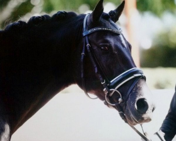 dressage horse Bunteeichen Nivaro (German Riding Pony, 2009, from Bünteeichen-Nicato)