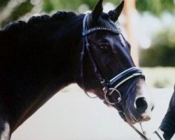 dressage horse Bunteeichen Nivaro (German Riding Pony, 2009, from Bünteeichen-Nicato)