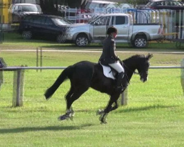 Nienburg 2012
Donnerstag, den 23.08.2012
17.1. Springpferdeprüfung Kl.A**
