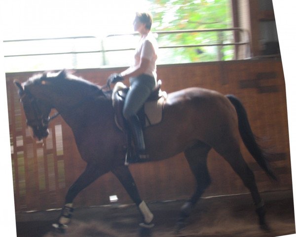 Pferd Corde Bonheur (Holsteiner, 1995, von Coriano)