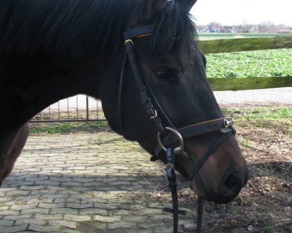horse Benji (German Riding Pony, 2009, from Batman)