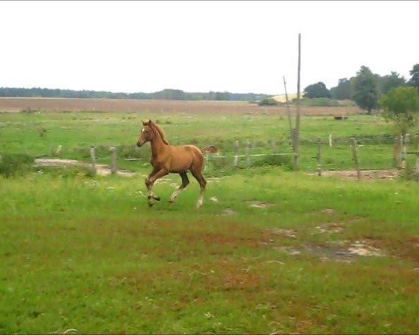 Video of Jonnerhall