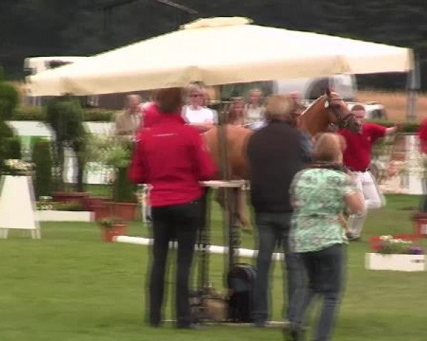 Westfälische Eliteschau 2012 Münster Handorf Samstag, den 28.07.2012 45. Westfälische Eliteschau für Pony-, Kleinpferde-/Haflingerstuten