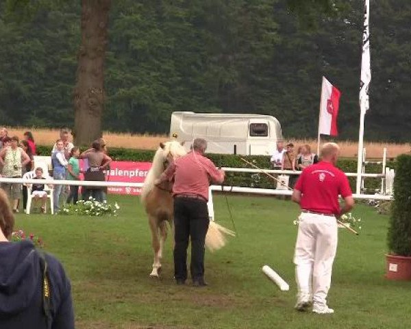 Westfälische Eliteschau 2012 Münster Handorf Dienstag, den 28.07.2012 45. Westfälische Eliteschau für Pony-, Kleinpferde-/Haflingerstuten