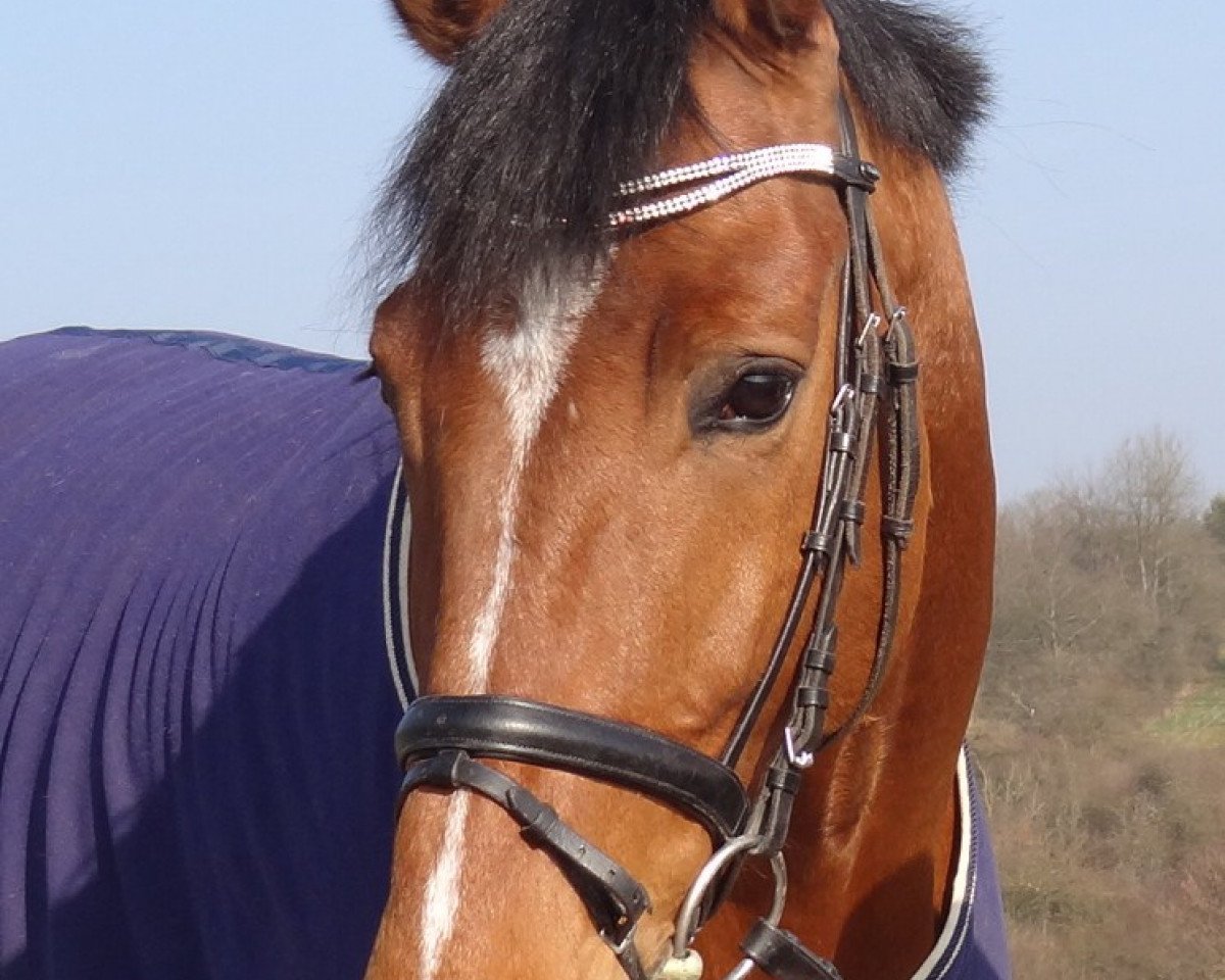 jumper Dior's Diamond (KWPN (Royal Dutch Sporthorse), 2008, from Lord Z)