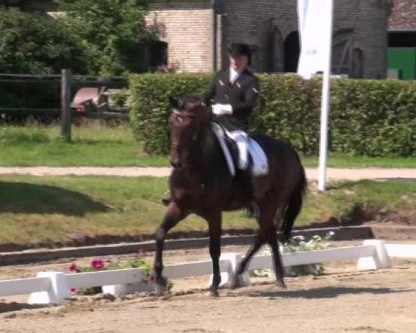 Westfalen-Woche 2012 25.07.2012
15 Dressurpferdeprfg. Kl. M - 6jährige
