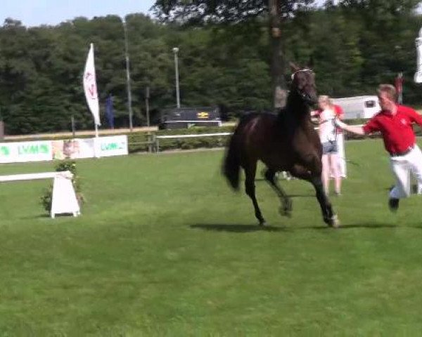Westfälische Eliteschau 2012
Münster Handorf
Dienstag, den 24.07.2012
47. Westfälische Eliteschau für 3j. Reitpferde- und Kaltblutstuten
