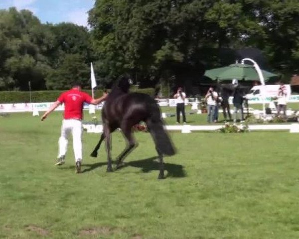 Westfälische Eliteschau 2012
Münster Handorf
Dienstag, den 24.07.2012
47. Westfälische Eliteschau für 3j. Reitpferde- und Kaltblutstuten