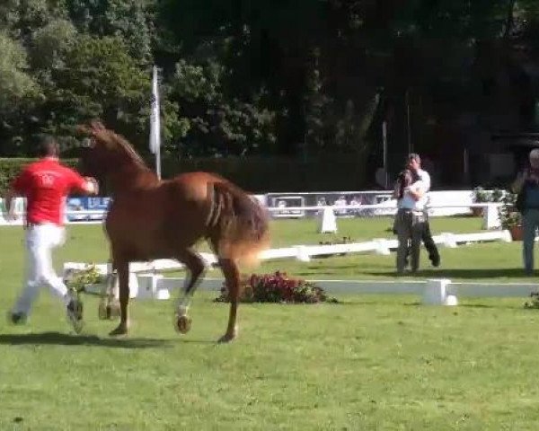 Westfälische Eliteschau 2012
Münster Handorf
Dienstag, den 24.07.2012
47. Westfälische Eliteschau für 3j. Reitpferde- und Kaltblutstuten