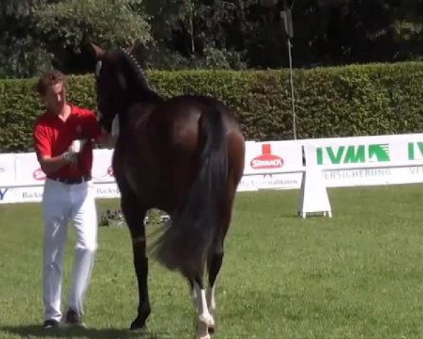 Westfälische Eliteschau 2012
Münster Handorf
Dienstag, den 24.07.2012
47. Westfälische Eliteschau für 3j. Reitpferde- und Kaltblutstuten
