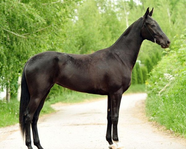 horse Djugara (Akhal-Teke, 2010, from Garant)