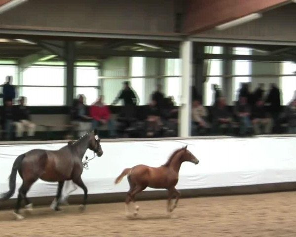 Video von Bailador 39