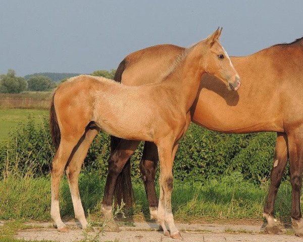 horse Azaris (Akhal-Teke, 2013, from Sangam)