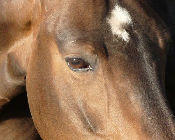 broodmare Waleska (Westphalian, 2004, from Wellcome)