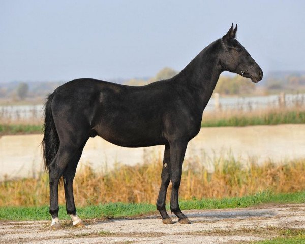horse Koibagar (Akhal-Teke, 2010, from Garant)