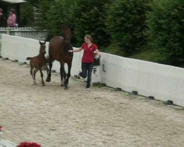Fohlenschau Ludger Beerbaum Stables
Montag, den 2. Juli 2012