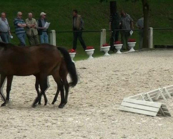Fohlenschau Ludger Beerbaum Stables
Montag, den 2. Juli 2012