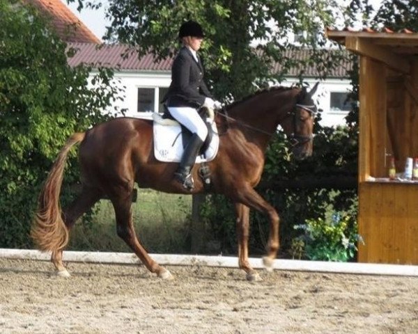 dressage horse Royal Princess 31 (Hanoverian, 2009, from Royal Blend)