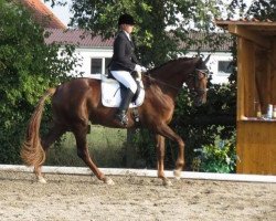 dressage horse Royal Princess 31 (Hanoverian, 2009, from Royal Blend)