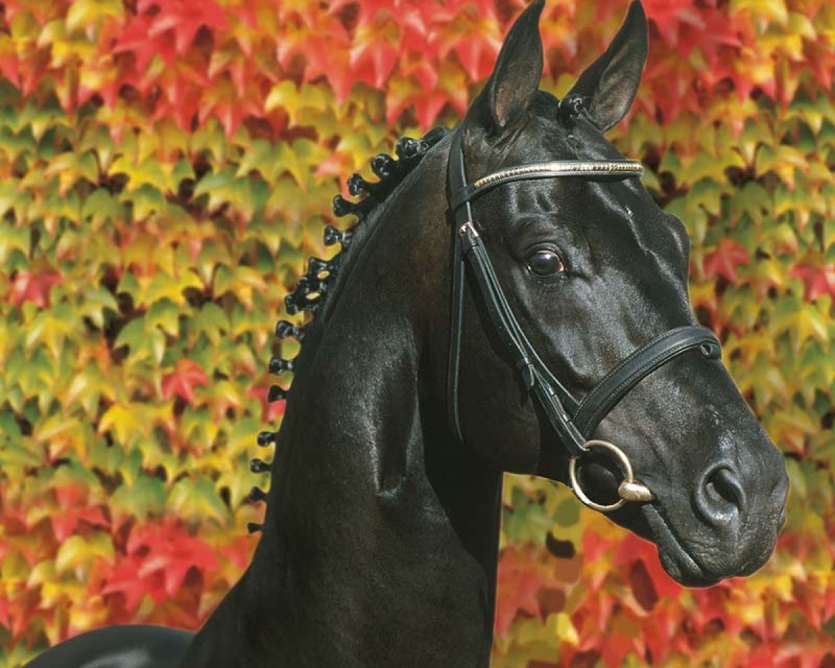 stallion Sandro Hit (Oldenburg, 1993, from Sandro Song)