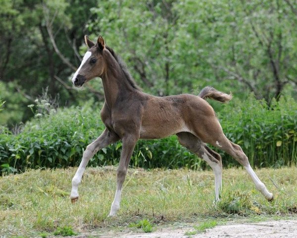 Koń Terpsikhora (Akhal-tekińec, 2012, od Paradiz) - Gurtbil - Terpsikhora (Paradiz - Tuga)