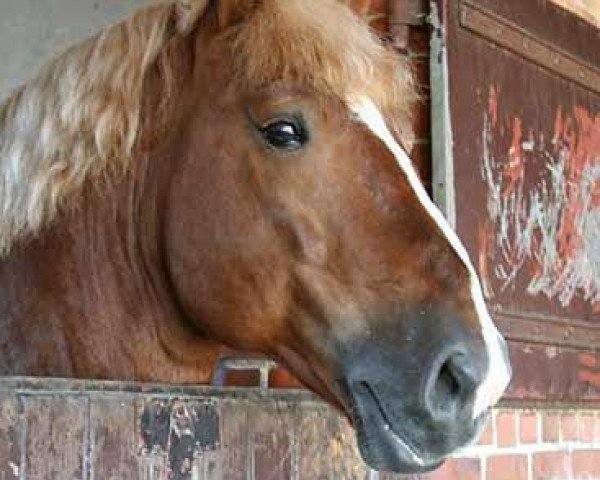 Dressurpferd Major (Hann. Kaltblut(Schlesw.Urspr.), 2000, von Munkedal)
