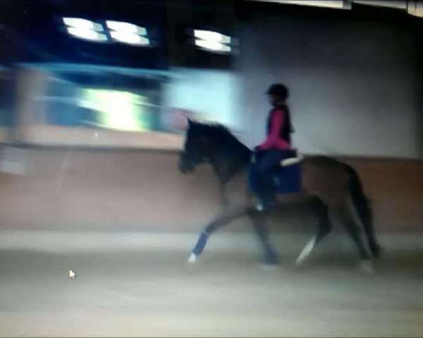Video von Casadeur