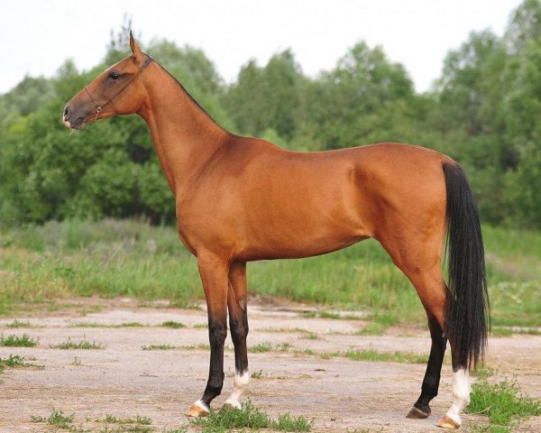 horse Misteria (Akhal-Teke, 2009, from Turkmentai)