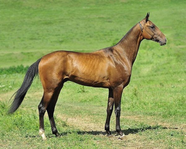 horse Kortes (Akhal-Teke, 2009, from Turkmentai)
