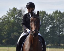 dressage horse Chester 316 (Hanoverian, 2014)