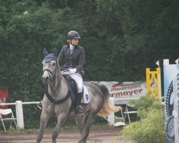 jumper Carino (German Riding Pony, 2006, from Chardas)